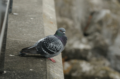 Columba livia domestica