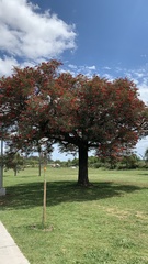 Erythrina crista-galli