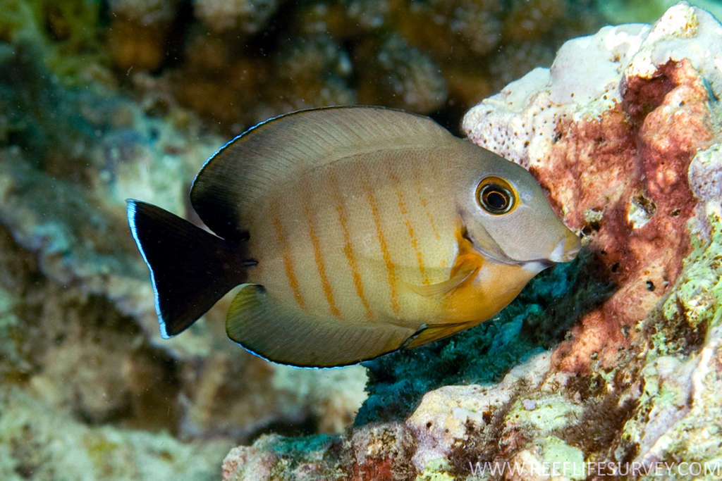 Blackcheek Surgeonfish