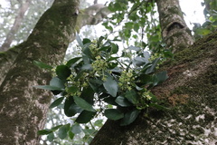 Laurelia sempervirens