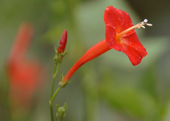 Ipomoea hederifolia image