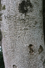 Laurelia sempervirens