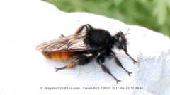 Laphria mitsukurii