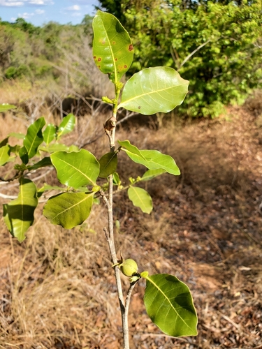 Gardenia rutenbergiana image