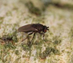 Coproica ferruginata