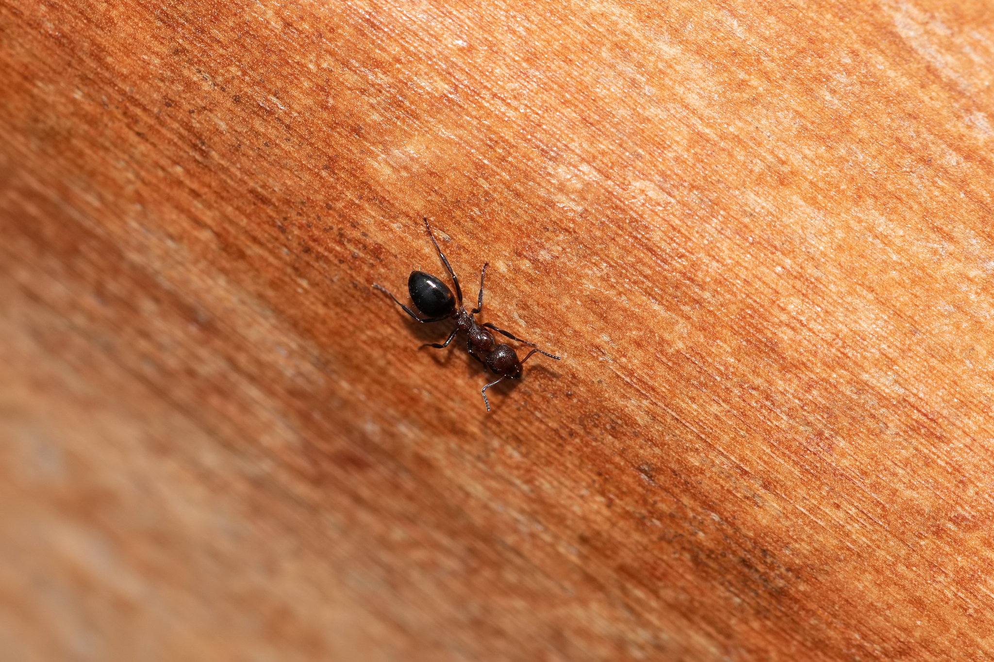 Dolichoderus pustulatus