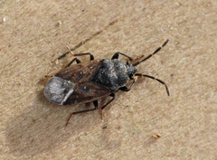 Drymus sylvaticus