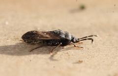 Drymus sylvaticus