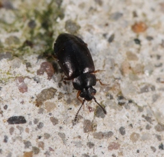 Proteinus ovalis