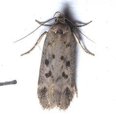 Anacampsis innocuella