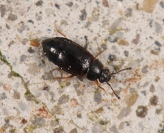 Proteinus ovalis