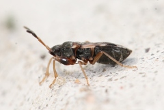 Scolopostethus affinis