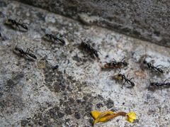 Leptogenys