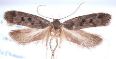 Anacampsis innocuella