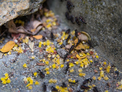 Leptogenys