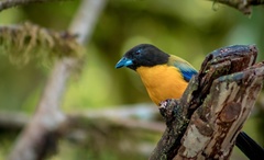 Anisognathus notabilis