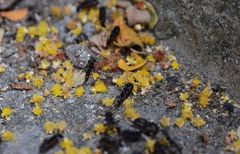 Leptogenys