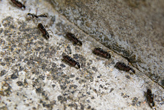Leptogenys