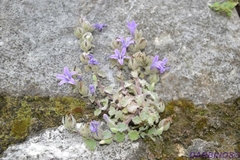 Campanula topaliana delphica