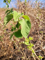 Image of Acalypha boinensis