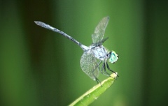 Micrathyria ocellata