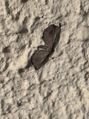 Coenocalpe millierata