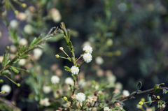 Acacia aspera
