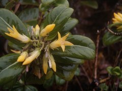 Geniostoma waialealae
