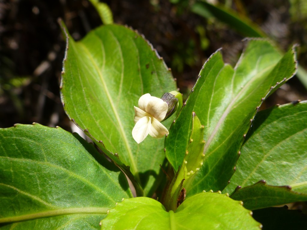 Viola wailenalenae