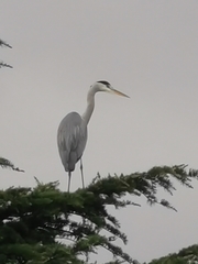 Ardea cinerea