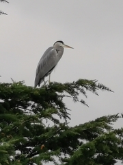 Ardea cinerea