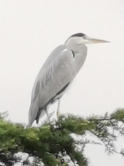 Ardea cinerea