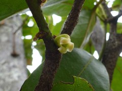 Diospyros sandwicensis