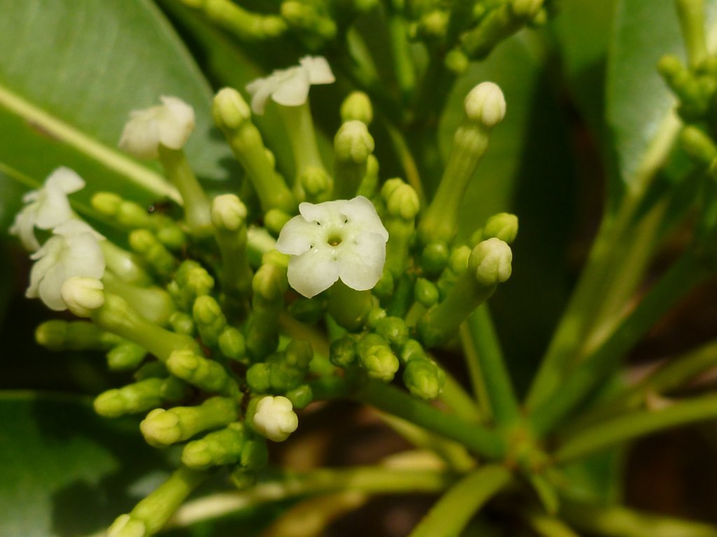 Rauvolfia sandwicensis