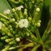 Rauvolfia sandwicensis - Photo (c) Oscar Johnson, μερικά δικαιώματα διατηρούνται (CC BY-NC-ND), uploaded by Oscar Johnson