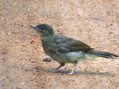 Rubigula erythropthalmos