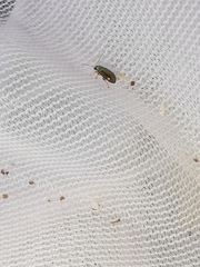 Crepidodera fulvicornis