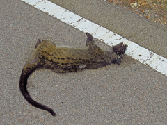 Paradoxurus musangus