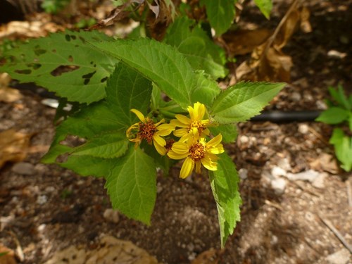 Lipochaeta connata