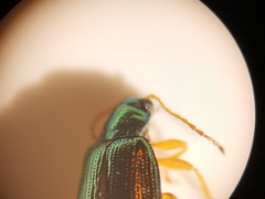 Crepidodera fulvicornis