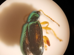 Crepidodera fulvicornis