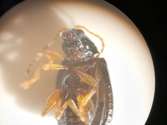 Crepidodera fulvicornis