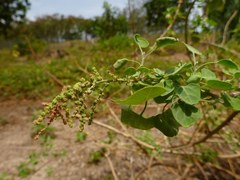 Chenopodium oahuense