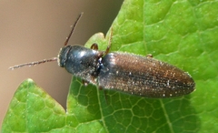Agriotes acuminatus