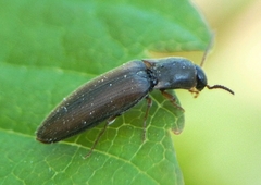 Agriotes acuminatus