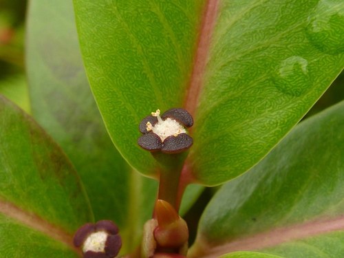 Remy's sandmat (Chamaesyce remyi)