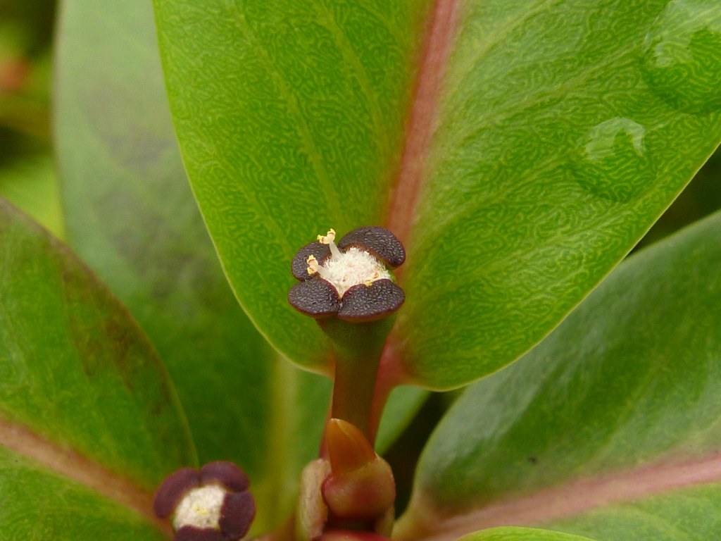 Euphorbia remyi