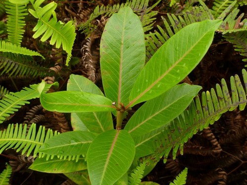 Euphorbia remyi