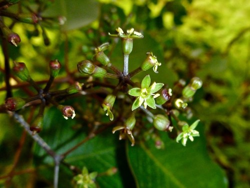 Cheirodendron fauriei