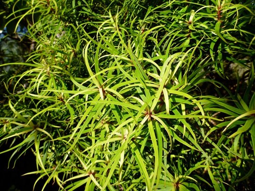 Myrsine linearifolia
